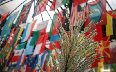 Lavori per Fao? Interpello chiarisce le tasse